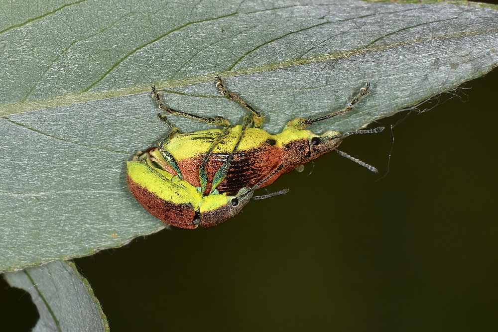 Chlorophanus graminicola